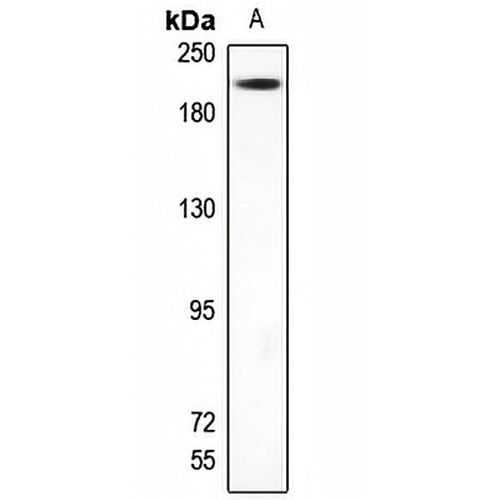 TRAP220 Rabbit Polyclonal Antibody