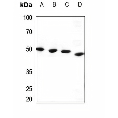 PPP1R7 Rabbit Polyclonal Antibody