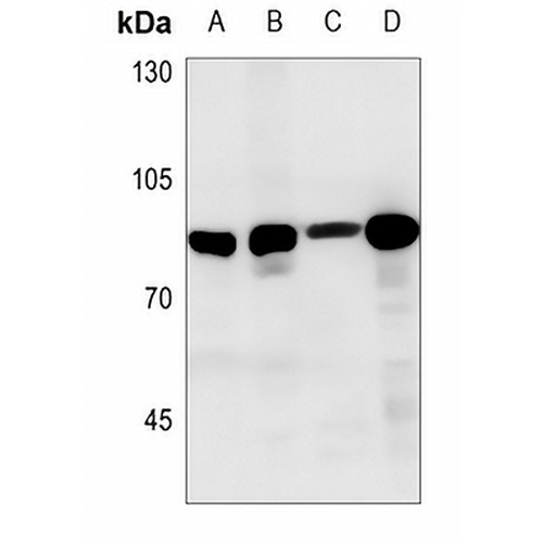 PKC gamma Rabbit Polyclonal Antibody