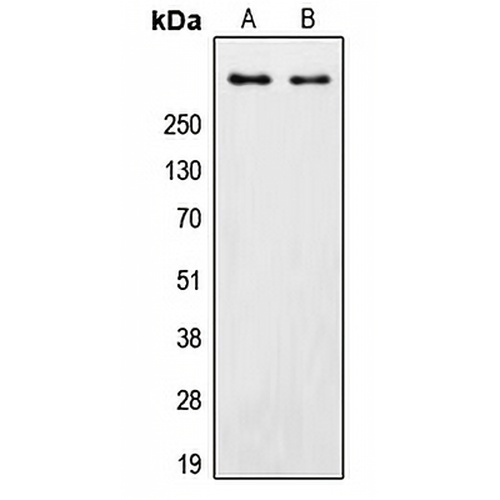 DNA-PKcs Rabbit Polyclonal Antibody
