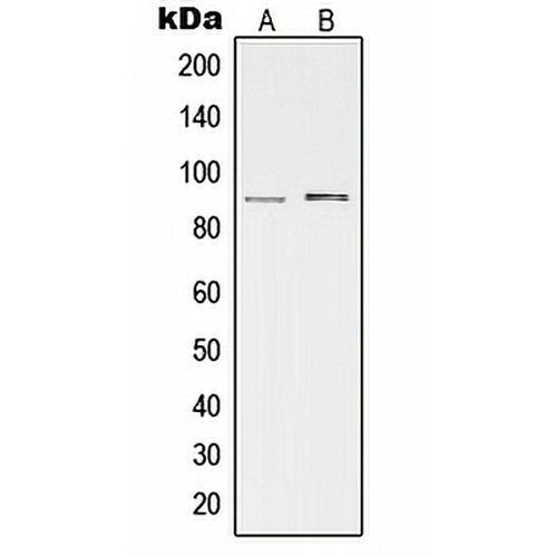 cGK 2 Rabbit Polyclonal Antibody