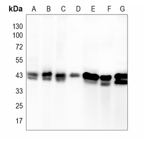 ERK1/2 Rabbit Polyclonal Antibody