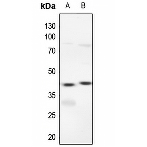 ERK1/2 Rabbit Polyclonal Antibody