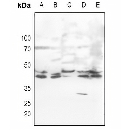 ERK1/2 Rabbit Polyclonal Antibody