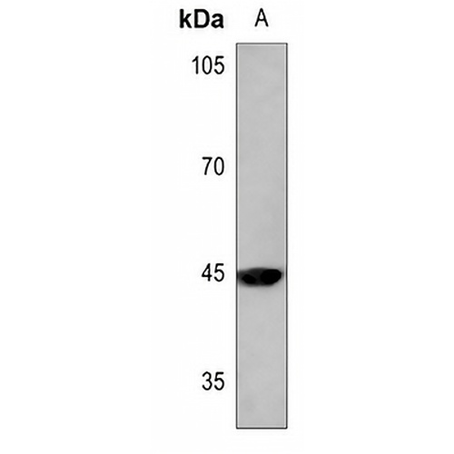 MKK1 (Phospho-T292) Rabbit Polyclonal Antibody