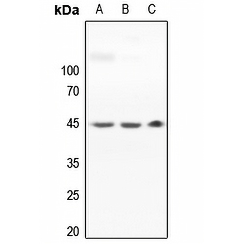 MKK1 Rabbit Polyclonal Antibody