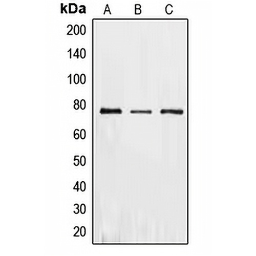 PKR Rabbit Polyclonal Antibody