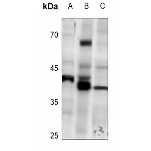 PRKX Rabbit Polyclonal Antibody