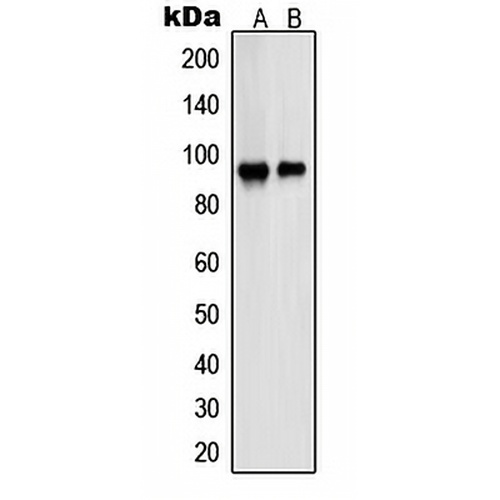 PSMD2 Rabbit Polyclonal Antibody
