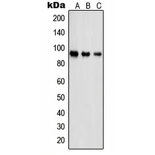 PSMD2 Rabbit Polyclonal Antibody