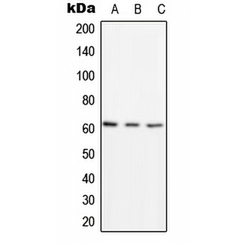 PSMD3 Rabbit Polyclonal Antibody