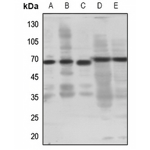 EP4 Rabbit Polyclonal Antibody