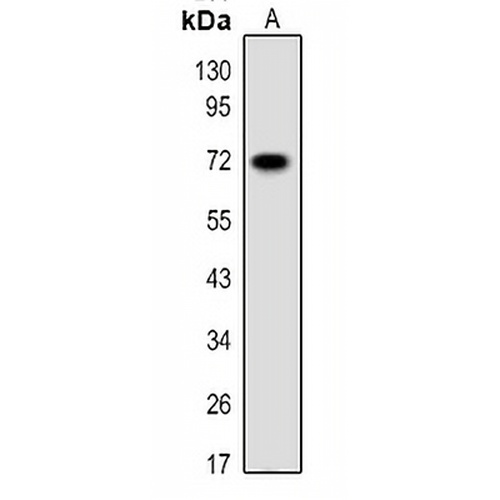 PGHS-2 Rabbit Polyclonal Antibody