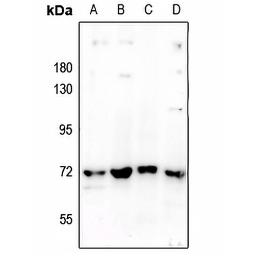 SHPTP2 Rabbit Polyclonal Antibody