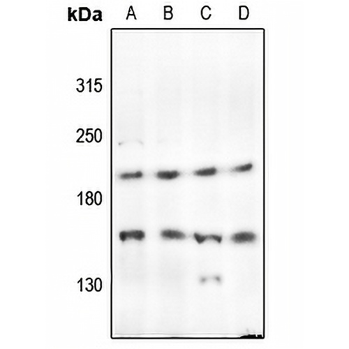PTP kappa Rabbit Polyclonal Antibody