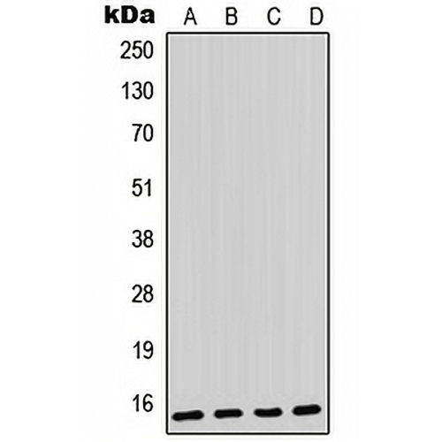 Parvalbumin alpha Rabbit Polyclonal Antibody