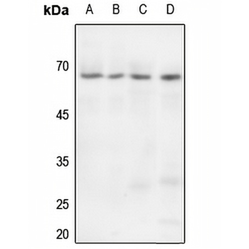 Paxillin Rabbit Polyclonal Antibody