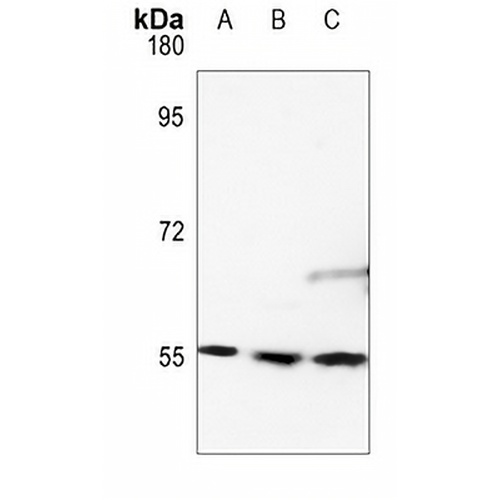 RAD23B Rabbit Polyclonal Antibody