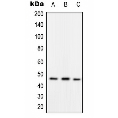 RAD52 (Phospho-Y104) Rabbit Polyclonal Antibody