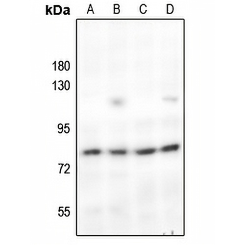 c-Rel Rabbit Polyclonal Antibody