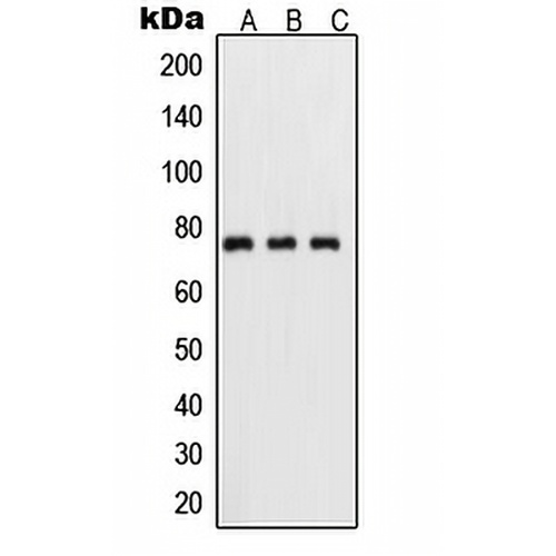 NF-kappaB p65 (Phospho-S311) Rabbit Polyclonal Antibody