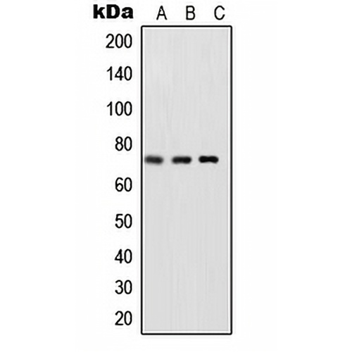 NF-kappaB p65 (Phospho-S468) Rabbit Polyclonal Antibody