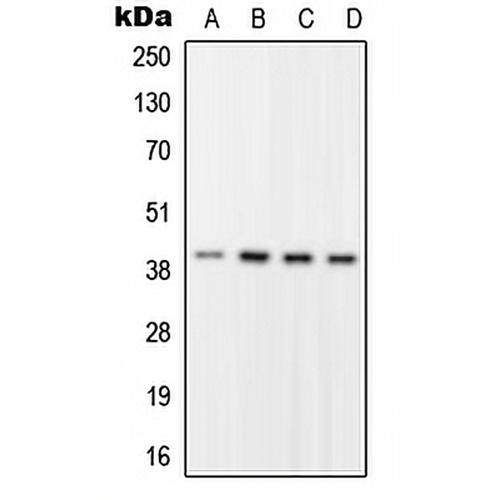 RFC2 Rabbit Polyclonal Antibody
