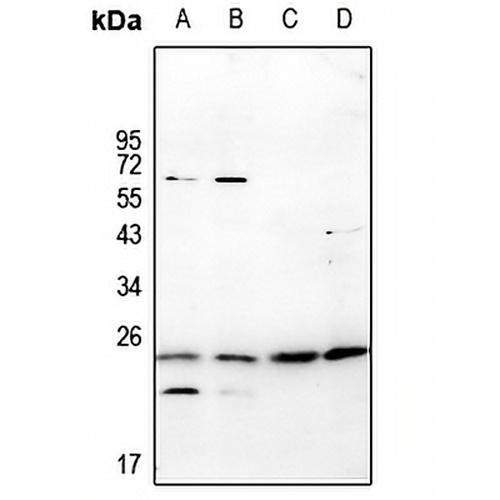 RGS10 Rabbit Polyclonal Antibody