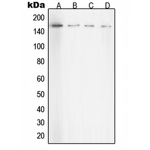 ROCK1 Rabbit Polyclonal Antibody