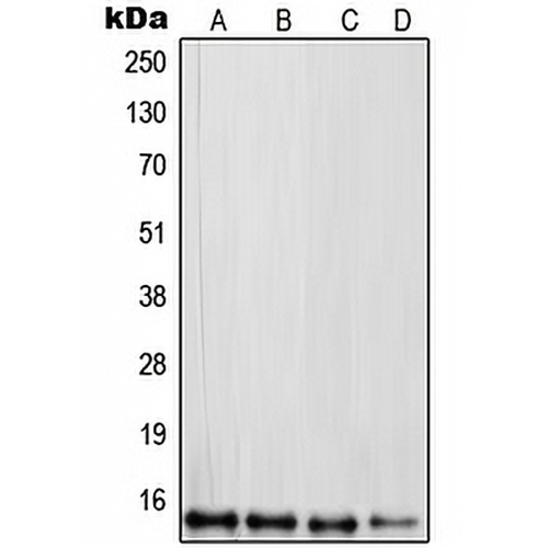 RPL30 Rabbit Polyclonal Antibody