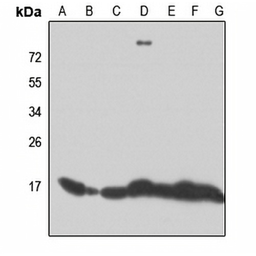 RPL28 Rabbit Polyclonal Antibody