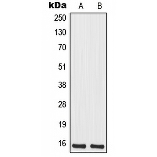 MRPS12 Rabbit Polyclonal Antibody