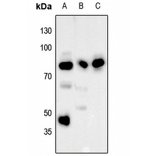 RSK1 (Phospho-S380) Rabbit Polyclonal Antibody