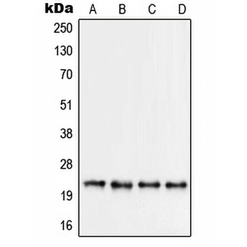 RPS9 Rabbit Polyclonal Antibody