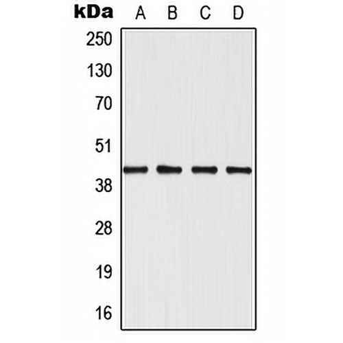 SAPK3 Rabbit Polyclonal Antibody