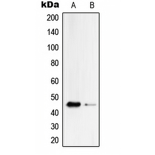 Serpin B4 Rabbit Polyclonal Antibody