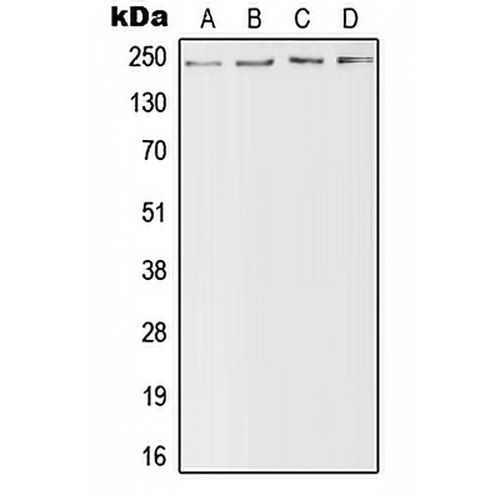 Nav1.4 Rabbit Polyclonal Antibody