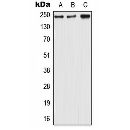 Nav1.6 Rabbit Polyclonal Antibody