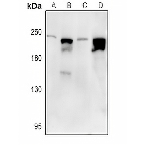 Nav1.7 Rabbit Polyclonal Antibody