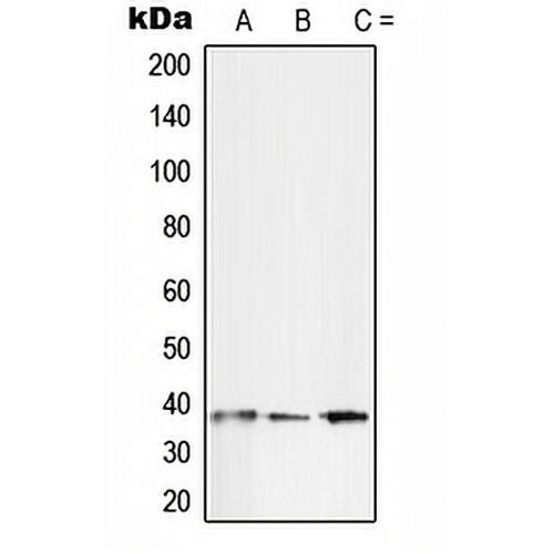 SFRP2 Rabbit Polyclonal Antibody