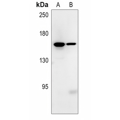 SWAP Rabbit Polyclonal Antibody