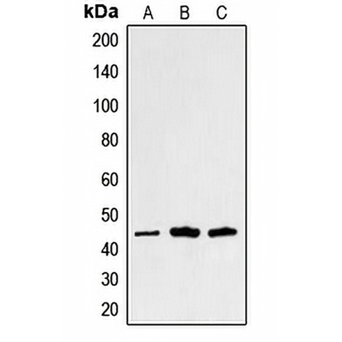 Alpha-sarcoglycan Rabbit Polyclonal Antibody