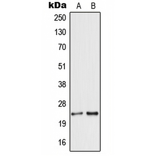 Secretogranin 5 Rabbit Polyclonal Antibody