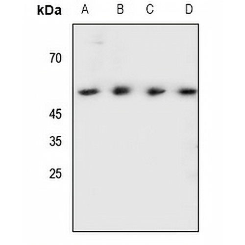 SHB (Phospho-Y246) Rabbit Polyclonal Antibody