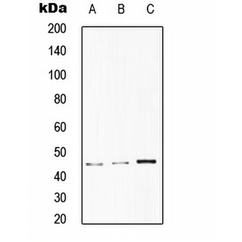 CD75 Rabbit Polyclonal Antibody