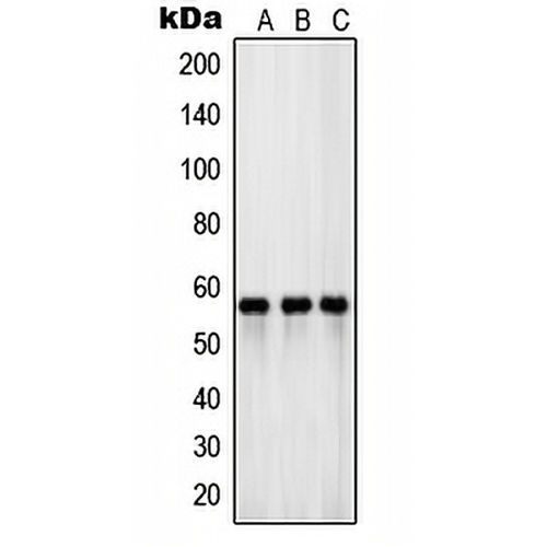 EAAT3 Rabbit Polyclonal Antibody