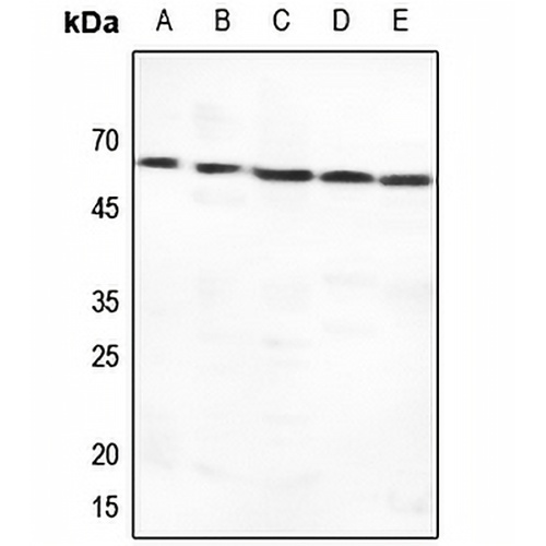 GLUT1 Rabbit Polyclonal Antibody