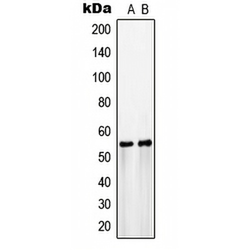 GLUT3 Rabbit Polyclonal Antibody