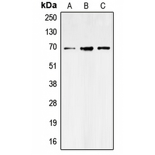 GAT1 Rabbit Polyclonal Antibody
