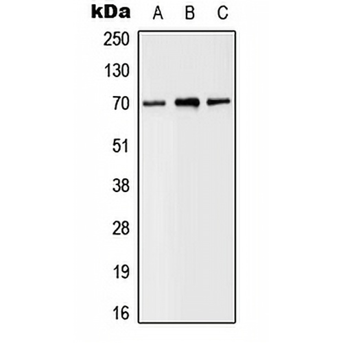 SLC6A8 Rabbit Polyclonal Antibody